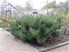 Photo of Genus=Juniperus&Species=sabina&Common=Savin juniper&Cultivar=