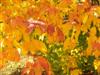 Photo of Genus=Acer&Species=cissifolium subsp. henryi&Common=Henryi Ivy Leaved Maple&Cultivar=