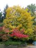 Photo of Genus=Acer&Species=miyabei&Common=Miyabe Maple&Cultivar=