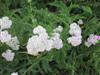 Photo of Genus=Achillea&Species=millefolium&Common=Common Yarrow&Cultivar=