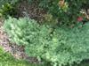 Photo of Genus=Artemisia&Species=schmidtiana&Common=Silvermound Artemisia&Cultivar='Silver Mound'