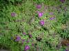 Photo of Genus=Aster&Species=novae-angliae&Common=Purple Dome Aster&Cultivar='Purple Dome'