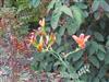 Photo of Genus=Belamcanda&Species=chinensis&Common=Blackberry Lily&Cultivar=
