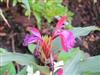 Photo of Genus=Bergenia&Species=purpurascens&Common=&Cultivar=