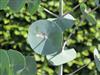 Photo of Genus=Eucalyptus&Species=perrineana&Common=Spinning Gum&Cultivar=