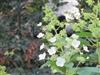 Photo of Genus=Hydrangea&Species=paniculata&Common=Kyushu Hydrangea&Cultivar=kyushu
