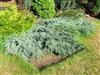 Photo of Genus=Juniperus&Species=squamata&Common=Singleseed Juniper&Cultivar=