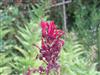 Photo of Genus=Lobelia&Species=tupa&Common=Tupa Devils Tobacco&Cultivar=