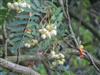 Photo of Genus=Sorbus&Species=cashmiriana&Common=Kashmir rowan&Cultivar=