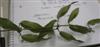 Photo of Genus=Bignonia&Species=capreolata&Common=Cross Vine&Cultivar=