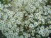 Photo of Genus=Boltonia&Species=asteroides&Common=Snowbank Boltonia&Cultivar='Snowbank'