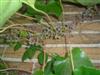 Photo of Genus=Parthenocissus&Species=tricuspidata&Common=Boston Ivy&Cultivar=