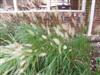 Photo of Genus=Calamagrostis&Species=brachytricha&Common=Korean Feather Reed Grass&Cultivar=