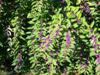 Photo of Genus=Callicarpa&Species=dichotoma&Common=Issai Purple Beautyberry&Cultivar='Issai'