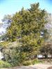 Photo of Genus=Juniperus&Species=virginiana&Common=Canaertii Juniper&Cultivar='Canaertii'