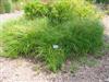 Photo of Genus=Carex&Species=stricta&Common=Tussock Sedge&Cultivar=