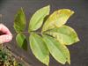 Photo of Genus=Carya&Species=cordiformis&Common=Bitternut Hickory&Cultivar=