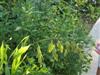 Photo of Genus=Chasmanthium&Species=latifolium&Common=Northern Sea Oats&Cultivar=
