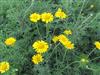 Photo of Genus=Anthemis or Cota&Species=tinctoria&Common=Yellow Chamomile, Golden Marguertie&Cultivar=