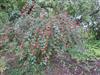 Photo of Genus=Cotoneaster&Species=roseus&Common=&Cultivar=