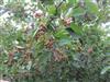 Photo of Genus=Crataegus&Species=macrantha&Common=Macrantha Hawthorn&Cultivar=