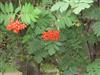 Photo of Genus=Sorbus&Species=meinichii&Common=Sorbus&Cultivar=