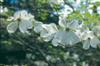 Photo of Genus=Cornus&Species=florida&Common=Cherokee Princess Flowering Dogwood&Cultivar='Cherokee Princess'