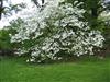 Photo of Genus=Cornus&Species=florida&Common=Flowering Dogwood&Cultivar=Springtime
