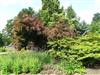 Photo of Genus=Cotinus&Species=dummeri&Common=Hybrid Smoketree&Cultivar=