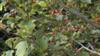 Photo of Genus=Crataegus&Species=viridis&Common=Winter King Hawthorn&Cultivar='Winter King'