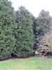 Photo of Genus=Cupressocyparis&Species=leylandii&Common=Leyland Cypress&Cultivar=