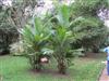 Photo of Genus=Cyrtostachys&Species=renda&Common=Lipstick Palm&Cultivar=
