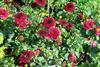 Photo of Genus=Dahlia&Species=&Common=XXL Dark Red Dahlia&Cultivar='XXL Dark Red'
