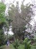 Photo of Genus=Dendrocalamus&Species=giganteus&Common=Giant Bamboo&Cultivar=