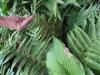 Photo of Genus=Dryopteris&Species=erythrosora&Common=Autumn Fern&Cultivar=