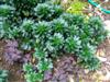 Photo of Genus=Euphorbia&Species=amygdaloides var. robbiae&Common=Robb's Wood Spurge&Cultivar=