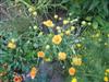 Photo of Genus=Gaillardia&Species=grandiflora&Common=Blanket Flower&Cultivar=