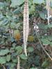Photo of Genus=Garrya&Species=elliptica&Common=Coast silk-tassel, James Roof Silk Tassel, or Silk Tassel Bush &Cultivar=