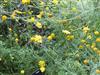 Photo of Genus=Glebionis&Species=coronarium&Common=Garland Chrysanthemum&Cultivar=