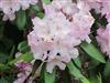 Photo of Genus=Rhododendron&Species=spp&Common=Evangeline Rhododendron&Cultivar=evangeline