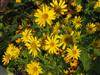 Photo of Genus=Heliopsis&Species=helianthoides&Common=False Sunflower, Oxeye&Cultivar=