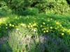 Photo of Genus=Hemerocallis&Species=&Common=Happy Returns Daylily&Cultivar='Happy Returns'