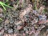 Photo of Genus=Heuchera&Species=micrantha&Common=Palace Purple Coral Bells&Cultivar='Palace Purple'