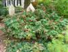 Photo of Genus=Hydrangea&Species=quercifolia&Common=Oakleaf Hydrangea&Cultivar='Pee Wee'
