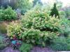 Photo of Genus=Hydrangea&Species=quercifolia&Common=Oakleaf Hydrangea&Cultivar='Sikes Dwarf'