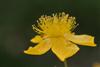 Photo of Genus=Hypericum&Species=frondosum&Common=Sunburst St. John's Wort&Cultivar='Sunburst'