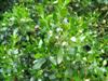 Photo of Genus=Ilex&Species=glabra&Common=Inkberry&Cultivar=