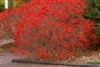 Photo of Genus=Ilex&Species=verticillata&Common=Red Sprite Winterberry Holly&Cultivar='Red Sprite'