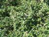 Photo of Genus=Ilex&Species=crenata&Common=Green Lustre Japanese Holly&Cultivar='Green Lustre'