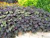 Photo of Genus=Ipomoea&Species=batatas&Common=Sweet Caroline Sweetheart Purple Sweet Potato Vine&Cultivar='Sweet Caroline Sweetheart Purple'